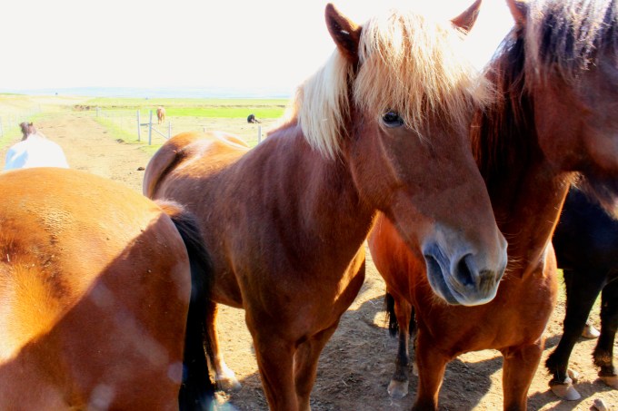My favorite Icelandic horse