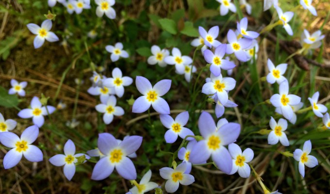 Bluets